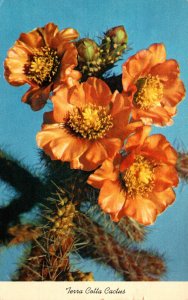 Cactus Terra Cotta Cactus In Full Bloom 1954