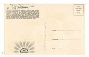 Birds - Cedar Waxwing