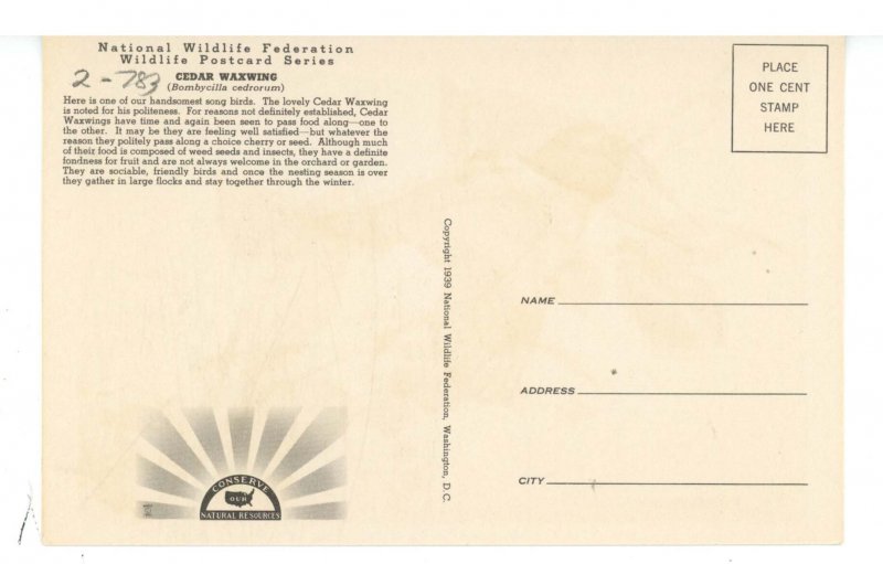 Birds - Cedar Waxwing