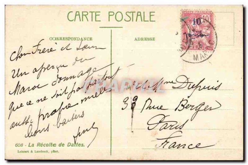 Morocco Old Postcard The Harvest of dates