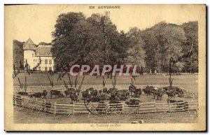 Old Postcard In Auvergne year Vacherie Park Cows