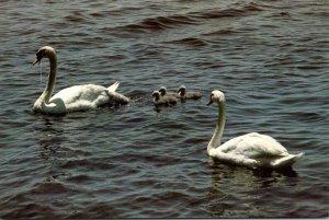 Birds Swans