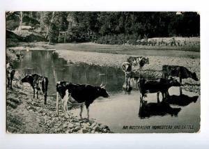 236397 AUSTRALIA Homestead & Cattle QUEENSLAND 1908 year RPPC