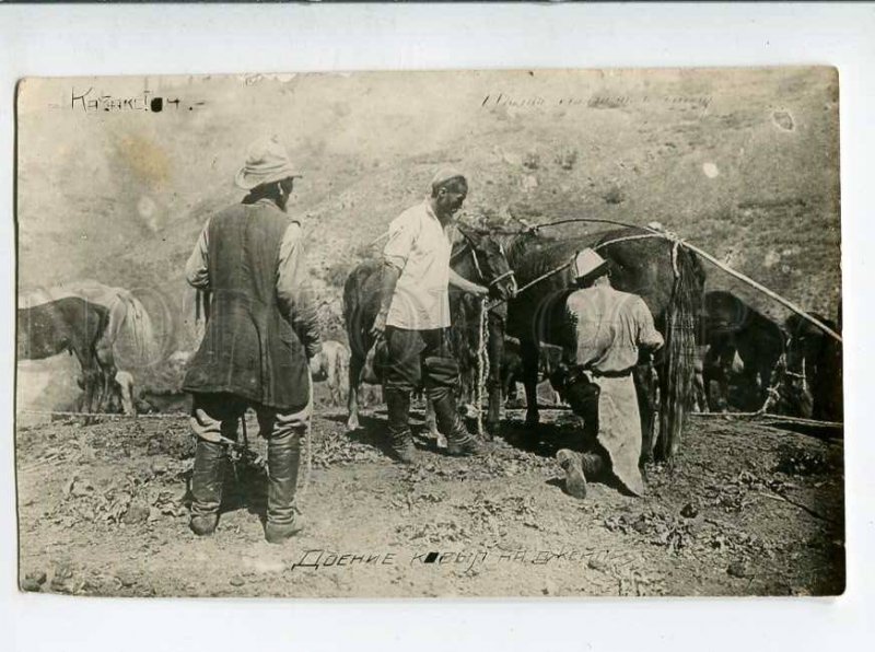 3061035 Kazakhstan HORSE milking Vintage photo PC