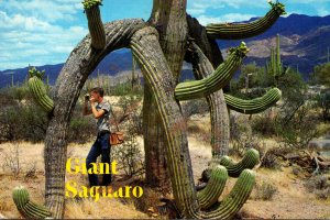 Arizona Giant Saguaro Cactus 1995