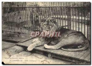 Old Postcard Felin Lion Marseille Zoological Jarin