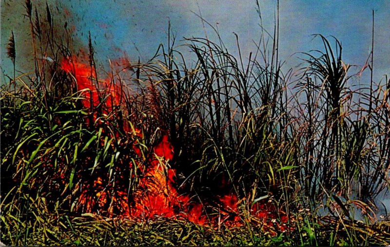 Florida Clewiston Burning The Foliage Of Sugar Cane Before Harvesting