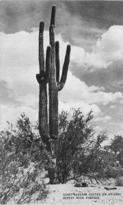 Arizona Phoenix Saguaro Cactus Conoco Touraide 1940s Postcard 22-8029