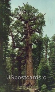 Grizzly Giant, Mariposa Grove - Yosemite National Park, CA