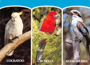 B98569 cockatoo rosella kokaburra parrot perroquet australia  animals animaux