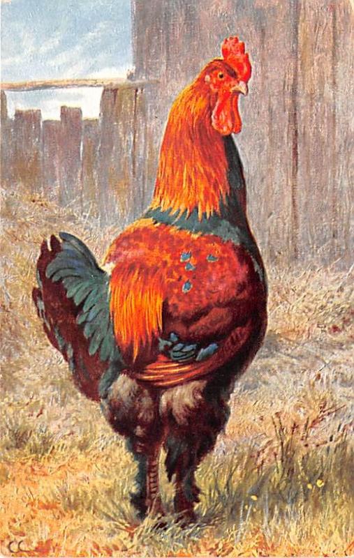 Post Card Old Vintage Antique Chickens Unused