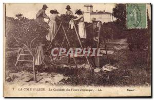 Old Postcard picking flowers & # 39oranger Cote d & # 39Azur