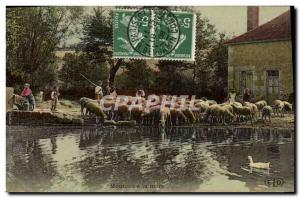 Old Postcard Fancy Sheep Breeding in the pond