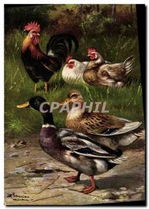 Postcard Old Rooster Hen Ducks