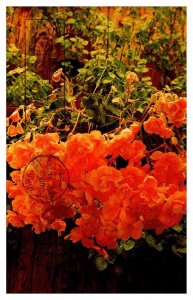 Postcard NATURE SCENE Capitola California CA AR8600