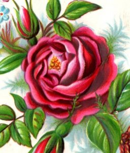 1880s Embossed Victorian Christmas Trade Card Poem Beautiful Red Rose F106