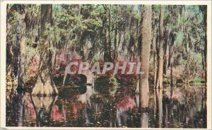 Postcard Old Cypress Gardens Oakley South Carolina