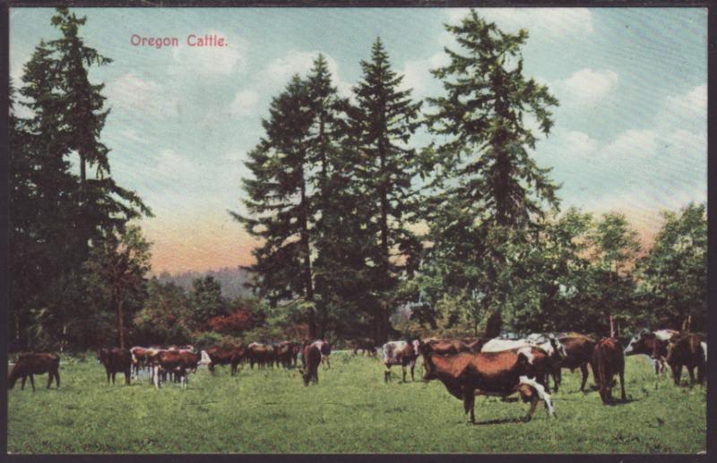 Oregon Cattle Postcard