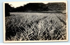 *Pineapple Patch Farm Field Puerto Rico RPPC Vintage Real Photo Postcard C42