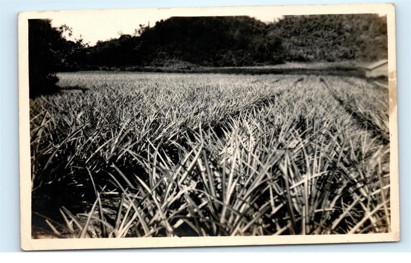 *Pineapple Patch Farm Field Puerto Rico RPPC Vintage Real Photo Postcard C42