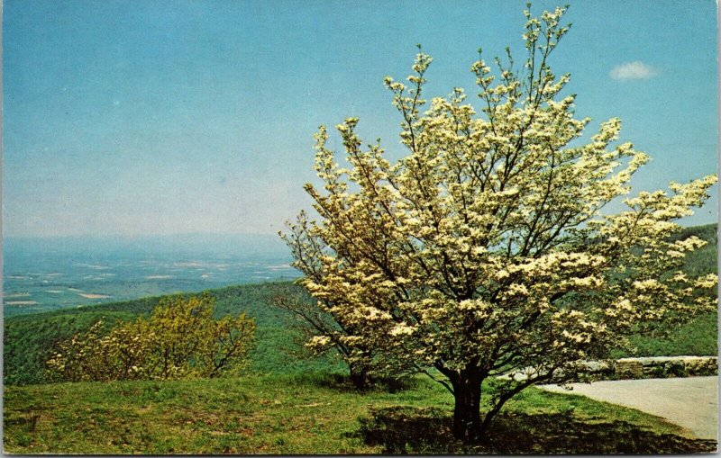 Dogwood In The Blue Ridge Mountains Virginia Unused Vintage Postcard POSTED 1976 