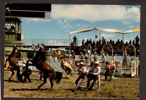 AB Calgary Stampede Wild Horse Race Alberta Canada Carte Postale Postcard