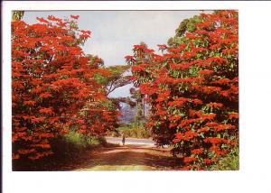 Pionsetta Flowering, Tzaneen, Northern Transvaal, South Africa