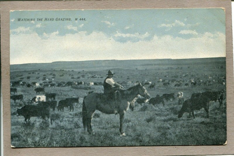  Postcard Cowboy Cattle Grazing Horse 2695N