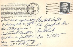 Sperm Whale Bishop Museum View Postcard Backing 