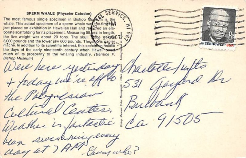 Sperm Whale Bishop Museum View Postcard Backing 