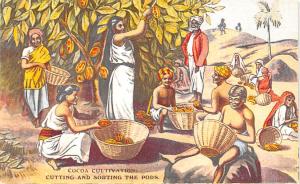 Advertising Post Card Cocoa Cultivation Cutting and Sorting the Pods Unused