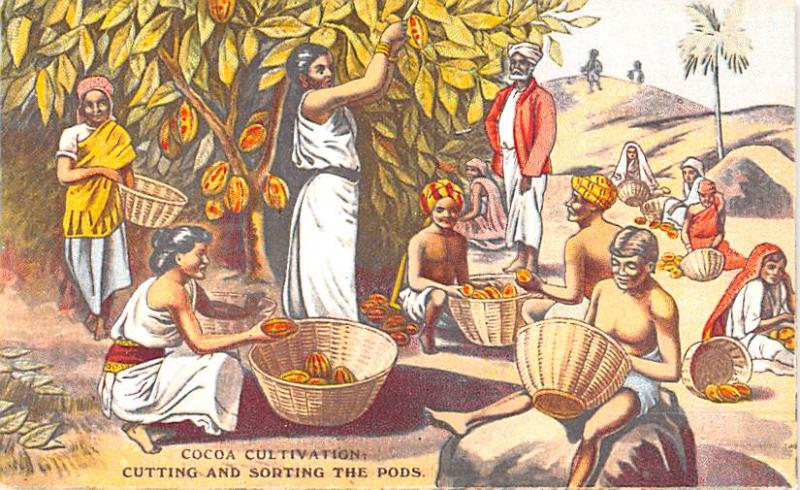 Advertising Post Card Cocoa Cultivation Cutting and Sorting the Pods Unused