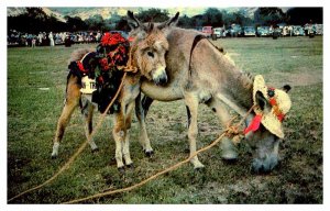 Postcard ANIMAL SCENE St. Croix US Virgin Islands VI AR4915