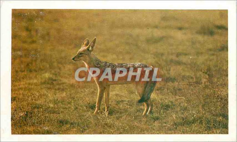 Postcard Old Jackal Safari Prisunic