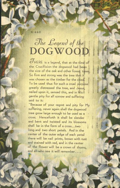 The Legend of the Dogwood Postcard 