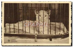 Postcard Old Felin Lion Lioness Chocolate Martougin