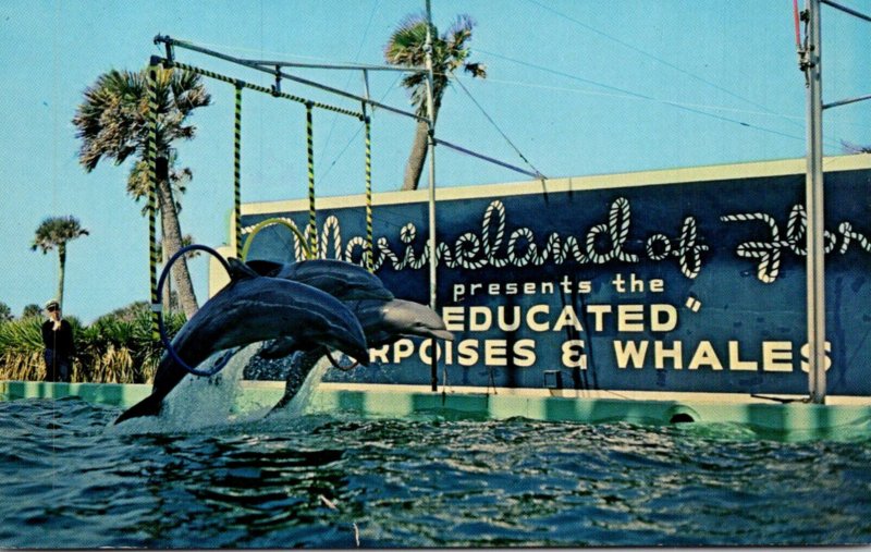 Dolphins Trained Porpoises Perform Triple Hoop Jump At Marineland Of Florida