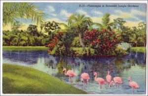 FL - Flamingos in Sarasota Jungle Gardens, Sarasota