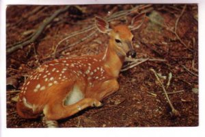 Fawn on Ground,  Used 1957 Grundy Lake, Ontario,