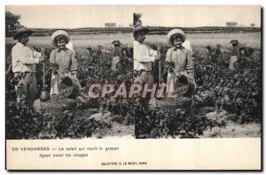 Old Postcard Wine Harvest The sun ripens the cluster also brightened the faces