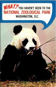 Washington D C The Zoo Ling Ling Female Giant Panda