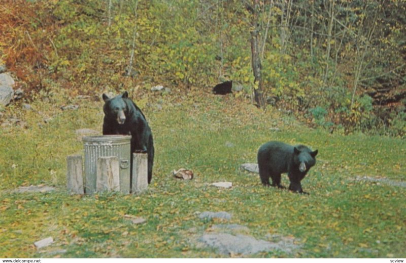 Black Bears having Lunch , Canada , 1950-60s