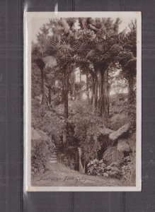 AUSTRALIA, AUSTRALIAN FERN GULLY, c1913 real photo ppc., used.