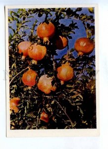 199777 Turkmenistan ripe pomegranates old postcard