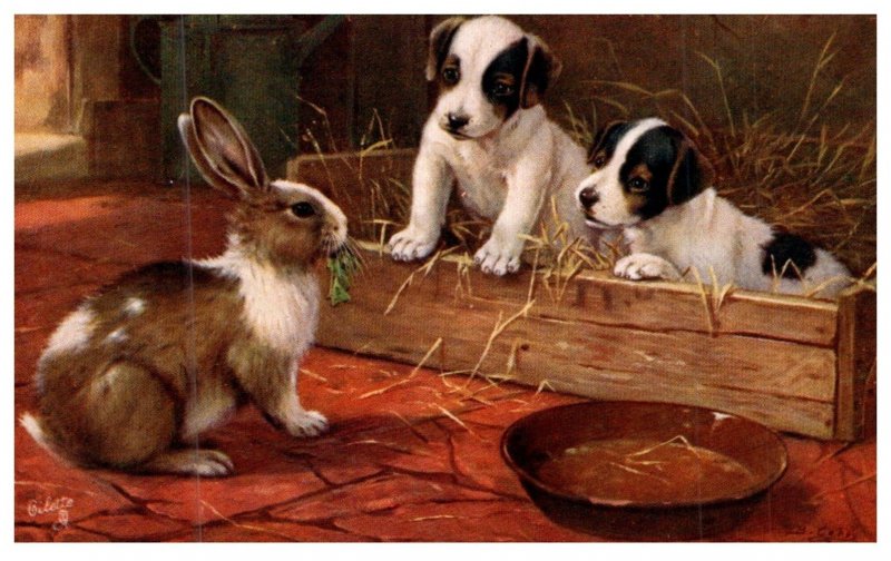 Dog ,   Puppy and Rabbitt