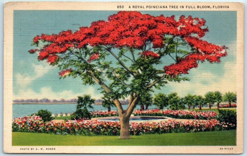 Postcard - A Royal Poinciana Tree In Full Bloom, Florida 