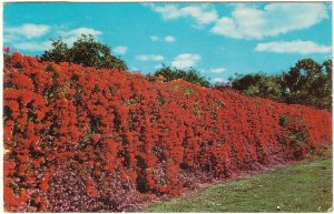 Flame Vine, Bignonia Venusta, Florida, Vintage 1959 Chrome Postcard