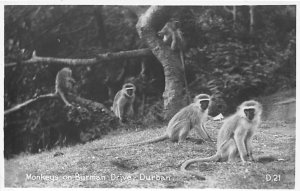 Monkeys on Burman Drive Durban, South Africa Monkey Unused real photo