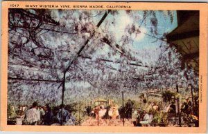 Postcard GARDEN SCENE Sierra Madre California CA AO4605