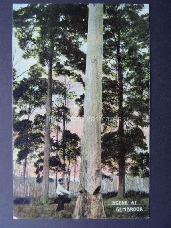 Australia Victoria GEMBROOK TREE FELLING c1904 Postcard